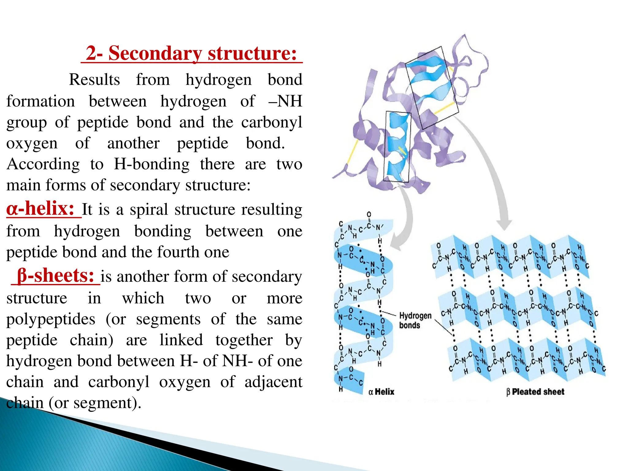 2- Secondary structure:
Results from hydrogen bond
formation between hydrogen of –NH
group of peptide bond and the carbonyl
oxygen of another peptide bond.
According to H-bonding there are two
main forms of secondary structure:
α-helix: It is a spiral structure resulting
from hydrogen bonding between one
peptide bond and the fourth one
β-sheets: is another form of secondary
structure in which two or more
polypeptides (or segments of the same
peptide chain) are linked together by
hydrogen bond between H- of NH- of one
chain and carbonyl oxygen of adjacent
chain (or segment).
 