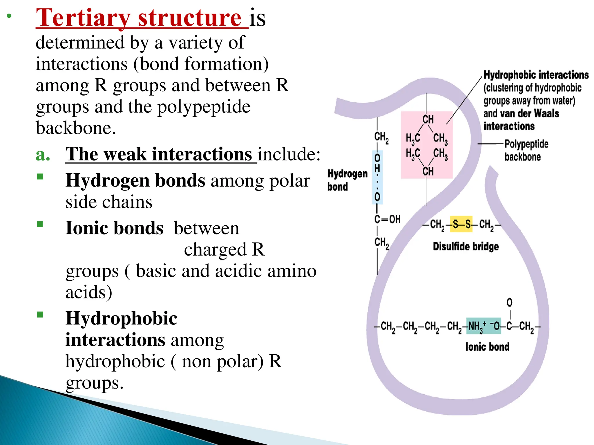 • Tertiary structure is
determined by a variety of
interactions (bond formation)
among R groups and between R
groups and the polypeptide
backbone.
a. The weak interactions include:
 Hydrogen bonds among polar
side chains
 Ionic bonds between
charged R
groups ( basic and acidic amino
acids)
 Hydrophobic
interactions among
hydrophobic ( non polar) R
groups.
 
