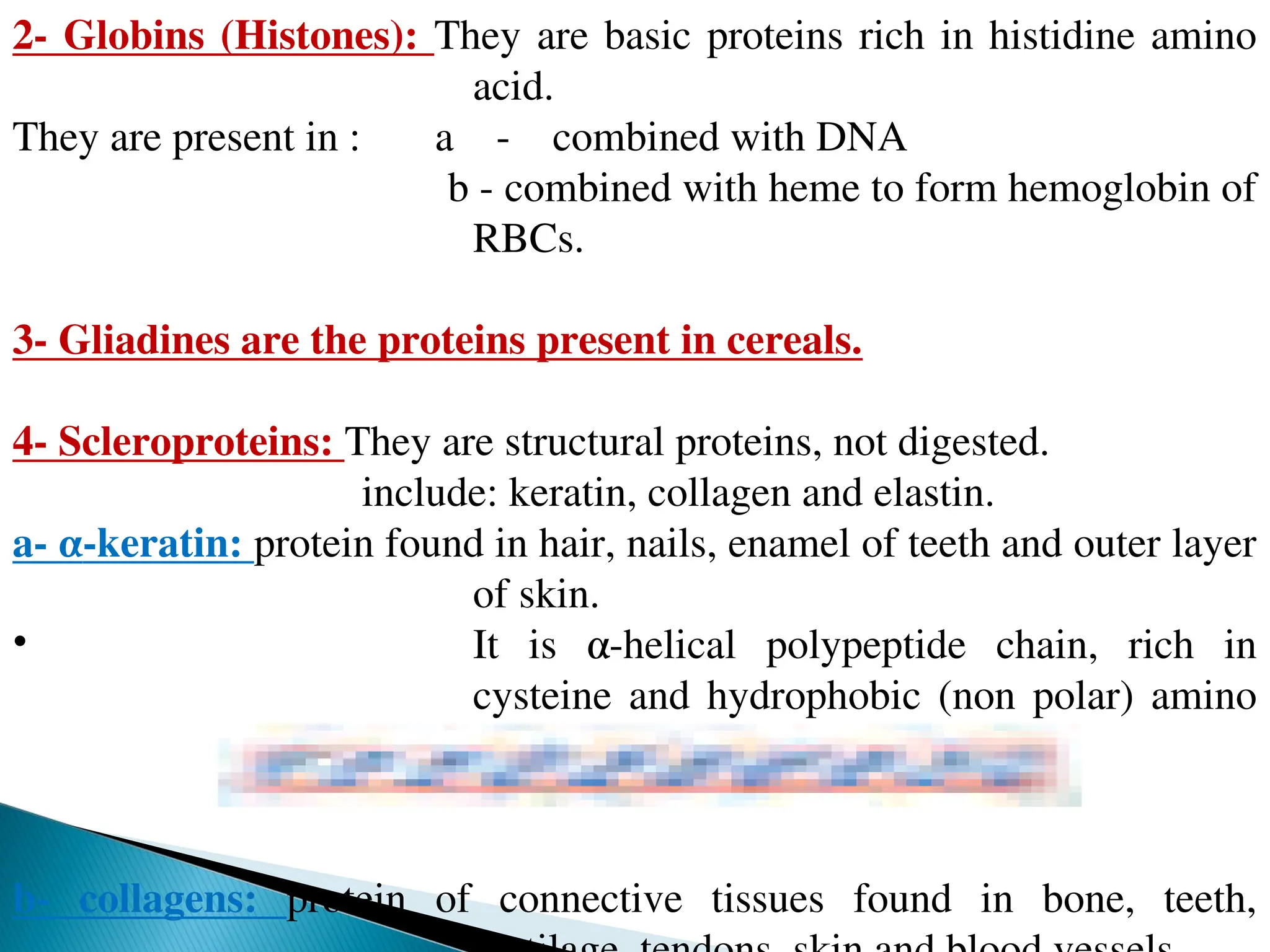 2- Globins (Histones): They are basic proteins rich in histidine amino
acid.
They are present in : a - combined with DNA
b - combined with heme to form hemoglobin of
RBCs.
3- Gliadines are the proteins present in cereals.
4- Scleroproteins: They are structural proteins, not digested.
include: keratin, collagen and elastin.
a- α-keratin: protein found in hair, nails, enamel of teeth and outer layer
of skin.
• It is α-helical polypeptide chain, rich in
cysteine and hydrophobic (non polar) amino
acids so it is water insoluble.
b- collagens: protein of connective tissues found in bone, teeth,
 