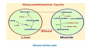 Glucose-alanine cycle
 