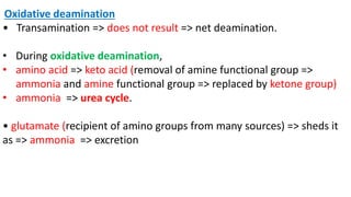 Oxidative deamination
• Transamination => does not result => net deamination.
• During oxidative deamination,
• amino acid => keto acid (removal of amine functional group =>
ammonia and amine functional group => replaced by ketone group)
• ammonia => urea cycle.
• glutamate (recipient of amino groups from many sources) => sheds it
as => ammonia => excretion
 
