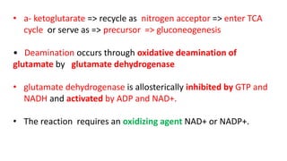 • a- ketoglutarate => recycle as nitrogen acceptor => enter TCA
cycle or serve as => precursor => gluconeogenesis
• Deamination occurs through oxidative deamination of
glutamate by glutamate dehydrogenase
• glutamate dehydrogenase is allosterically inhibited by GTP and
NADH and activated by ADP and NAD+.
• The reaction requires an oxidizing agent NAD+ or NADP+.
 