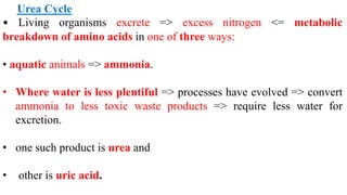 Urea Cycle
• Living organisms excrete => excess nitrogen <= metabolic
breakdown of amino acids in one of three ways:
• aquatic animals => ammonia.
• Where water is less plentiful => processes have evolved => convert
ammonia to less toxic waste products => require less water for
excretion.
• one such product is urea and
• other is uric acid.
 