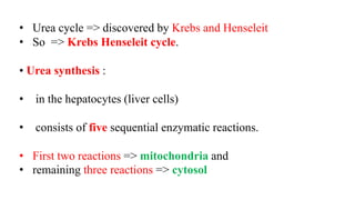 • Urea cycle => discovered by Krebs and Henseleit
• So => Krebs Henseleit cycle.
• Urea synthesis :
• in the hepatocytes (liver cells)
• consists of five sequential enzymatic reactions.
• First two reactions => mitochondria and
• remaining three reactions => cytosol
 