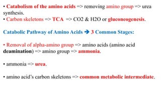 • Catabolism of the amino acids => removing amino group => urea
synthesis.
• Carbon skeletons => TCA => CO2 & H2O or gluconeogenesis.
Catabolic Pathway of Amino Acids  3 Common Stages:
• Removal of alpha-amino group => amino acids (amino acid
deamination) => amino group => ammonia.
• ammonia => urea.
• amino acid’s carbon skeletons => common metabolic intermediate.
 