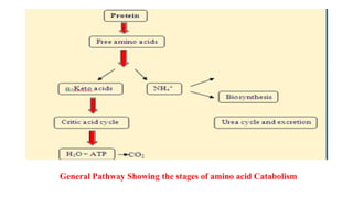 General Pathway Showing the stages of amino acid Catabolism
 