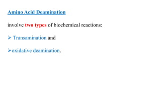 Amino Acid Deamination
involve two types of biochemical reactions:
 Transamination and
oxidative deamination.
 