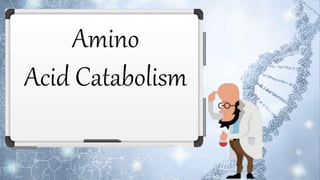 Amino
Acid Catabolism
 