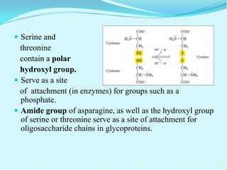 Amino-Acids.pdf provides detail knowledge of amino acids | PDF