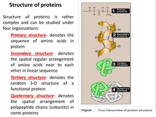 Structure of proteins
Structure of proteins is rather
complex and can be studied under
four organizations:
Primary structure- denotes the
sequence of amino acids in
protein
Secondary structure- denotes
the spatial regular arrangement
of amino acids near to each
other in linear sequence
Tertiary structure- denotes the
random 3-D structure of a
functional protein
Quaternary structure- denotes
the spatial arrangement of
polypeptide chains (subunits) in
some proteins
:
 