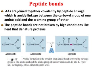 Peptide bonds
AAs are joined together covalently by peptide linkage
which is amide linkage between the carboxyl group of one
amino acid and the α-amino group of other
The peptide bonds are not broken by high conditions like
heat that denature proteins
Figure:
 