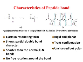 Characteristics of Peptide bond
Exists in resonating form
Shows partial double bond
character
Shorter than the normal C-N
bonds
No free rotation around the bond
(a) (b)
Fig: (a) resonance structures of the peptide bond, (b) peptide units within a polypeptide
Rigid and planar
Trans configuration
Uncharged but polar
 