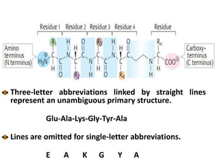 Three-letter abbreviations linked by straight lines
represent an unambiguous primary structure.
Glu-Ala-Lys-Gly-Tyr-Ala
Lines are omitted for single-letter abbreviations.
E A K G Y A
 