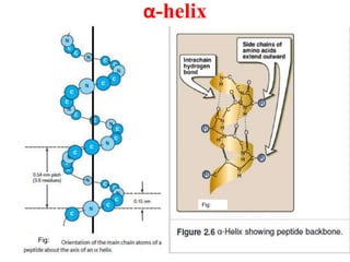 α-helix
Fig:
Fig:
 
