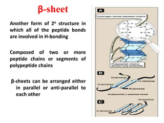 β-sheet
Another form of 2o structure in
which all of the peptide bonds
are involved in H-bonding
Composed of two or more
peptide chains or segments of
polypeptide chains
β-sheets can be arranged either
in parallel or anti-parallel to
each other
 
