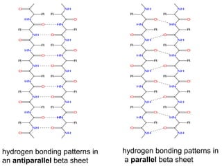 hydrogen bonding patterns in
an antiparallel beta sheet
hydrogen bonding patterns in
a parallel beta sheet
 