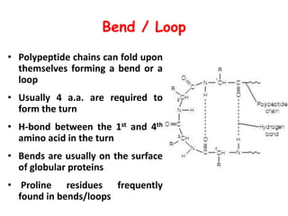 Bend / Loop
• Polypeptide chains can fold upon
themselves forming a bend or a
loop
• Usually 4 a.a. are required to
form the turn
• H-bond between the 1st and 4th
amino acid in the turn
• Bends are usually on the surface
of globular proteins
• Proline residues frequently
found in bends/loops
 