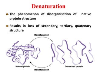 Denaturation
The phenomenon of disorganisation of native
protein structure
Results in loss of secondary, tertiary, quatenary
structure
 