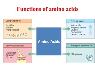 Functions of amino acids
Amino Acids
Amino Acids
 