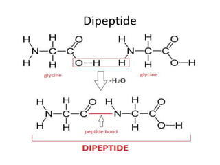 Dipeptide