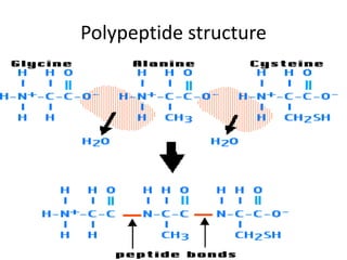 Polypeptide structure