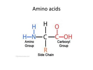 Amino acids