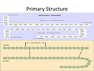 Primary Structure