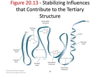 Figure 20.13 - Stabilizing Influences
that Contribute to the Tertiary
Structure
38
Copyright ©2016 Cengage
Learning. All Rights Reserved.