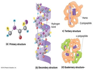 Amino-Acids-and-Proteins.pptx