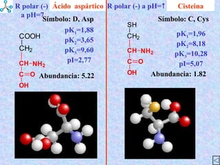 Cisteina Abundancia : 5.22 Símbolo : D, Asp Abundancia : 1.82 Símbolo : C, Cys Ácido  aspártico pK 1 =1,96 pK 2 =8,18 pK 3 =10,28 pI=5,07 pK 1 =1,88 pK 2 =3,65 pK 3 =9,60 pI=2,77 R polar (-) a pH=  R polar (-) a pH=7 