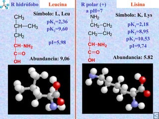 Lisina Abundancia : 9,06 Símbolo : L, Leu Abundancia : 5.82 Símbolo : K, Lys Leucina pK 1 =2,18 pK 2 =8,95 pK 3 =10,53 pI=9,74 pK 1 =2,36 pK 2 =9,60 pI=5,98 R hidrófobo R polar (+)  a pH=7 