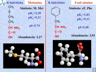 Fenil alanina Abundancia : 2,27 Símbolo : M, Met Abundancia : 3,91 Símbolo : eF, Phe Metionina pK 1 =1,83 pK 2 =9,13 pI=5,48 pK 1 =2,28 pK 2 =9,21 pI=5,74 R hidrófobo R hidrófobo 