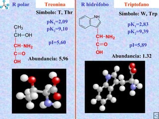 Triptofano Abundancia : 5,96 Símbolo : T, Thr Abundancia : 1.32 Símbolo : W, Trp Treonina pK 1 =2,83 pK 2 =9,39 pI=5,89 pK 1 =2,09 pK 2 =9,10 pI=5,60 R polar R hidrófobo 