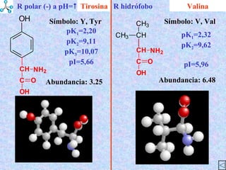 Valina Abundancia : 3.25 Símbolo : Y, Tyr Abundancia : 6.48 Símbolo : V, Val Tirosina pK 1 =2,32 pK 2 =9,62 pI=5,96 pK 1 =2,20 pK 2 =9,11 pK 3 =10,07 pI=5,66 R hidrófobo R polar (-) a pH=  