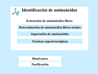 Identificación de aminoácidos Técnicas espectroscópicas Determinación de aminoácidos libres totales Extracción de aminoácidos libres   Separación de aminoácidos Disolventes Purificación Disolventes Purificación Extracción de aminoácidos libres   