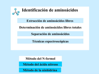 Identificación de aminoácidos Método del N-formol Método del ácido nitroso Método de la ninhidrina Método del N-formol Técnicas espectroscópicas Determinación de aminoácidos libres totales Extracción de aminoácidos libres   Separación de aminoácidos Extracción de aminoácidos libres   