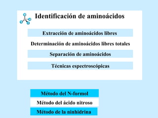 Identificación de aminoácidos Método del N-formol Método del ácido nitroso Método de la ninhidrina Técnicas espectroscópicas Determinación de aminoácidos libres totales Extracción de aminoácidos libres   Separación de aminoácidos Extracción de aminoácidos libres   