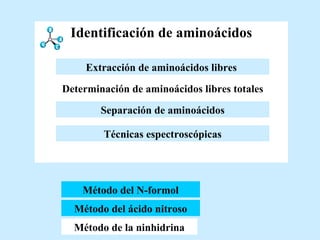 Identificación de aminoácidos Método del N-formol Método del ácido nitroso Método de la ninhidrina Técnicas espectroscópicas Determinación de aminoácidos libres totales Extracción de aminoácidos libres   Separación de aminoácidos Extracción de aminoácidos libres   
