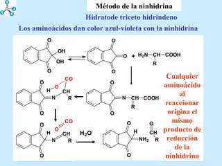 Método de la ninhidrina Los aminoácidos dan color azul-violeta con la ninhidrina Cualquier aminoácido al reaccionar origina el mismo producto de reducción de la ninhidrina Hidratode triceto hidrindeno 