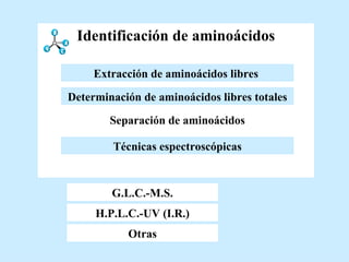 Identificación de aminoácidos G.L.C.-M.S. H.P.L.C. G.L.C.-M.S. H.P.L.C.-UV (I.R.) Otras Otras Técnicas espectroscópicas Determinación de aminoácidos libres totales Extracción de aminoácidos libres   Separación de aminoácidos Extracción de aminoácidos libres   