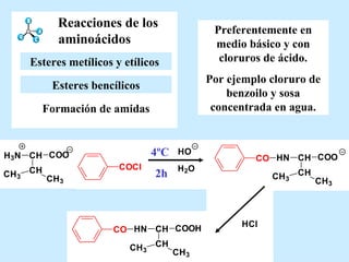 Reacciones de los aminoácidos Preferentemente en medio básico y con cloruros de ácido. Por ejemplo cloruro de benzoilo y sosa concentrada en agua. Esteres bencílicos Formación de amidas Esteres metílicos y etílicos   4ºC  2h 