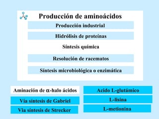 Producción de aminoácidos Vía síntesis de Gabriel Via síntesis de Strecker Acido L-glutámico L-lisina L-metionina Aminación de   -halo ácidos Aminación de   -halo ácidos Resolución de racematos Hidrólisis de proteínas Síntesis química Producción industrial   Síntesis microbiológica o enzimática 