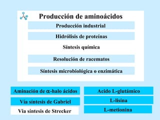 Producción de aminoácidos Vía síntesis de Gabriel Via síntesis de Strecker Acido L-glutámico L-lisina L-metionina Aminación de   -halo ácidos Aminación de   -halo ácidos Resolución de racematos Hidrólisis de proteínas Síntesis química Producción industrial   Síntesis microbiológica o enzimática 