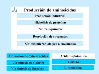 Producción de aminoácidos Vía síntesis de Gabriel Via síntesis de Strecker Acido L-glutámico L-lisina L-metionina Aminación de   -halo ácidos Aminación de   -halo ácidos Resolución de racematos Hidrólisis de proteínas Síntesis química Producción industrial   Síntesis microbiológica o enzimática 