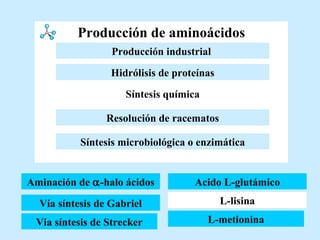 Producción de aminoácidos Vía síntesis de Gabriel Via síntesis de Strecker Acido L-glutámico L-lisina L-metionina Aminación de   -halo ácidos Aminación de   -halo ácidos Resolución de racematos Hidrólisis de proteínas Síntesis química Producción industrial   Síntesis microbiológica o enzimática 