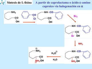 A partir de caprolactama o ácido   -amino caproico vía halogenación en   Síntesis de L-lisina 