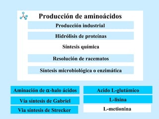 Producción de aminoácidos Vía síntesis de Gabriel Via síntesis de Strecker Acido L-glutámico L-lisina L-metionina Aminación de   -halo ácidos Aminación de   -halo ácidos Resolución de racematos Hidrólisis de proteínas Síntesis química Producción industrial   Síntesis microbiológica o enzimática 