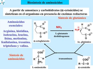Biosíntesis de aminoácidos A partir de amoniaco y carbohidratos (  -cetoácidos) se sintetizan en el organismo en presencia de enzimas reductoras Síntesis de glutámico  -cetoglutarato Ac. glutámico L-glutamato deshidrogenasa transaminasa L-aminoácido  -cetoácido Síntesis de aminoácidos Aminoácidos esenciales: Arginina, histidina, isoleucina, leucina, lisina, metionina, fenilalanina, treonina, triptofano y valina. 