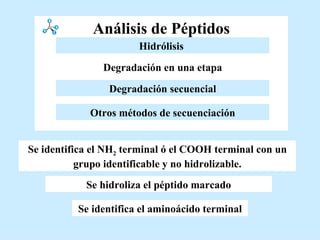 Análisis de Péptidos Se hidroliza el péptido marcado Se identifica el aminoácido terminal Se identifica el NH 2  terminal ó el COOH terminal con un grupo identificable y no hidrolizable. Otros métodos de secuenciación Degradación en una etapa Esterificación   Degradación secuencial Hidrólisis   Hidrólisis   