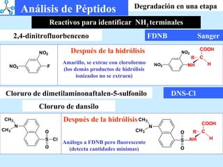 FDNB    Sanger Degradación en una etapa 2,4-dinitrofluorbenceno Análisis de Péptidos Reactivos para identificar  NH 2  terminales Después de la hidrólisis Amarillo, se extrae con cloroformo (los demás productos de hidrólisis ionizados no se extraen) DNS-Cl  Cloruro de dimetilaminonaftalen-5-sulfonilo Cloruro de dansilo Después de la hidrólisis Análogo a FDNB pero fluorescente (detecta cantidades mínimas) 